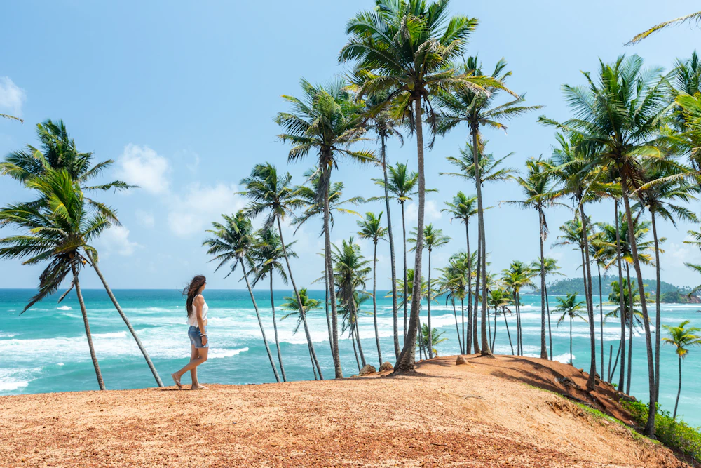 Palm trees beside Sri Lanka's southern coast